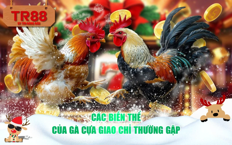 Các biến thể của gà cựa giao chỉ thường gặp