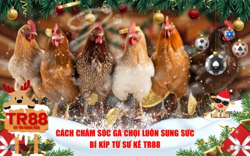 Cách Chăm Sóc Gà Chọi Luôn Sung Sức - Bí Kíp Từ Sư Kê TR88