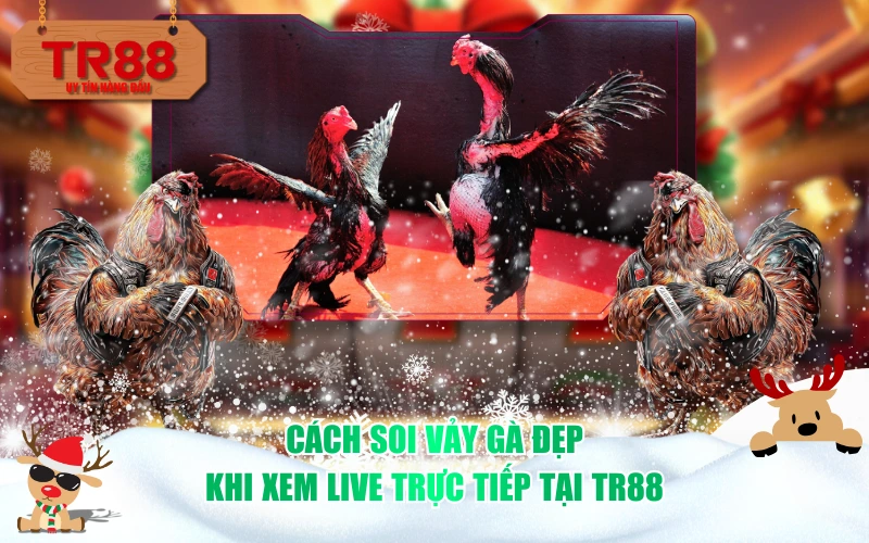 Cách soi vảy gà đẹp khi xem live trực tiếp tại TR88