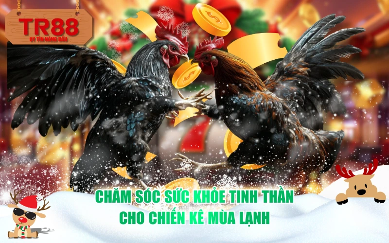 Chăm sóc sức khỏe tinh thần cho chiến kê mùa lạnh