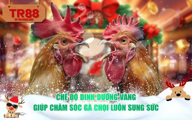 Chế độ dinh dưỡng vàng giúp chăm sóc gà chọi luôn sung sức