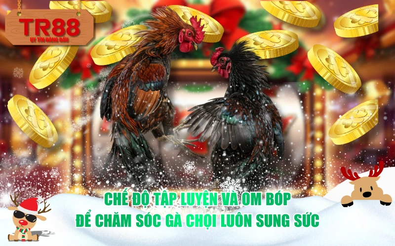 Chế độ tập luyện và Om bóp để chăm sóc gà chọi luôn sung sức