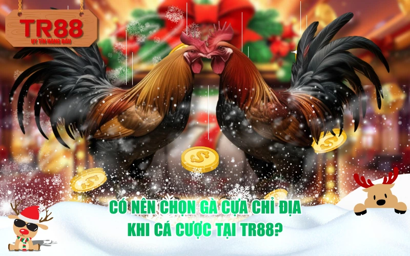 Có nên chọn gà cựa chỉ địa khi cá cược tại TR88?