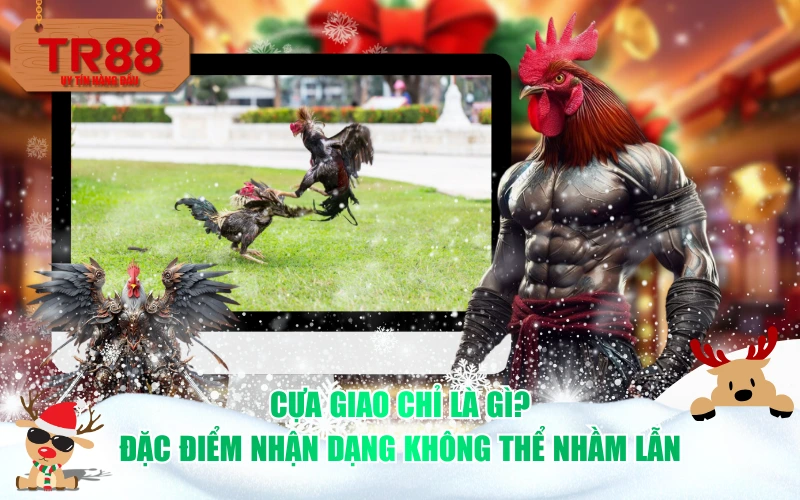 Cựa giao chỉ là gì? Đặc điểm nhận dạng không thể nhầm lẫn