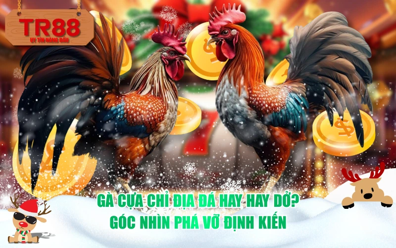 Gà cựa chỉ địa đá Hay hay Dở? Góc nhìn phá vỡ định kiến