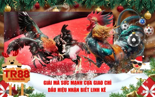 Giải Mã Sức Mạnh Cựa Giao Chỉ - Dấu Hiệu Nhận Biết Linh Kê