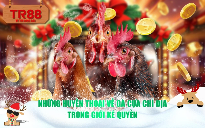 Những huyền thoại về gà cựa chỉ địa trong giới kê quyền