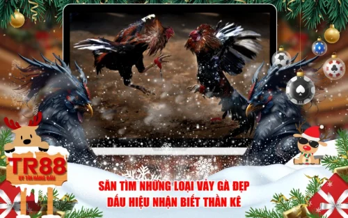 Săn Tìm Những Loại Vảy Gà Đẹp - Dấu Hiệu Nhận Biết Thần Kê