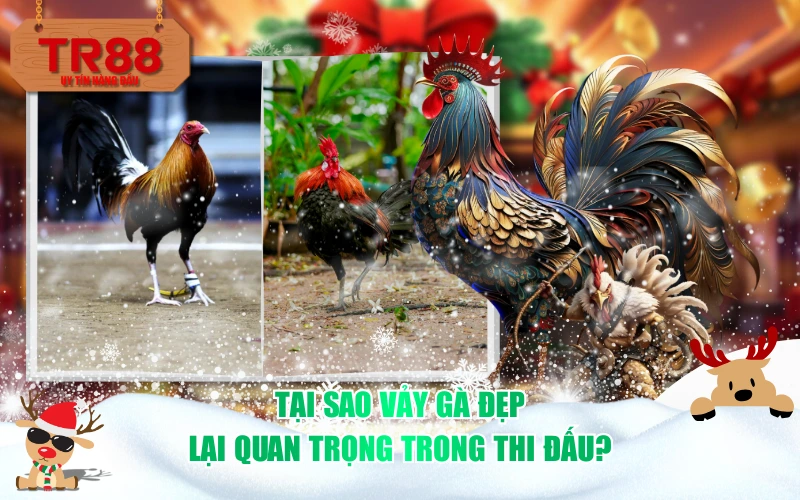 Tại sao vảy gà đẹp lại quan trọng trong thi đấu?